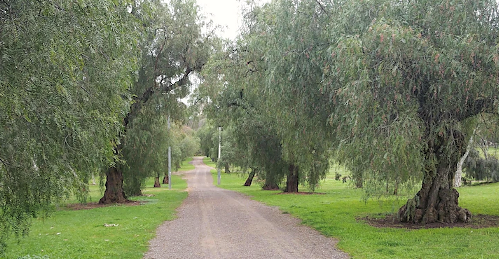 Avenue of Pepper trees in King Rodney Park / Ityamai-itpina (Park 15)