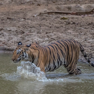 tourhub | Exodus Adventure Travels | India Tiger Safari 