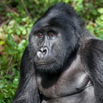 3-Days Mountain Gorillas & Golden Monkeys Tracking Safari - Budget