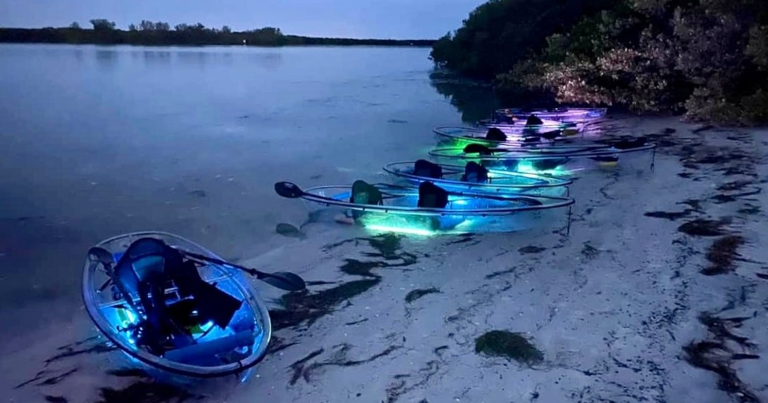 Night Time Glowing Clear Kayak Tour of Shell Key Preserve image 3