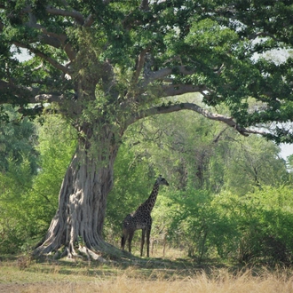 tourhub | Bundu Safaris Ltd | Liuwa - Exploring Zambia's Wilderness 