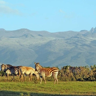 tourhub | Gracepatt Ecotours Kenya | Private 5 Days Mount Kenya, Lake Nakuru & Masai Mara Wildlife Safari  