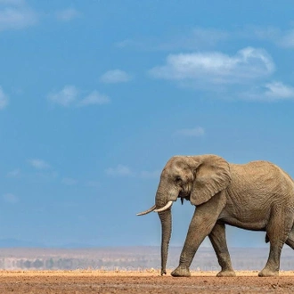 tourhub | Divulge Adventures | 3 Days 2 Nights Amboseli National Park 