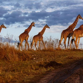 tourhub | Bamba Travel | Kenya Highlights Safari 4D/3N (Lake Nakuru & Samburu) 