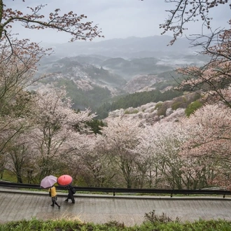 tourhub | Tweet World Travel | Japan In-depth Cherry Blossom Tour 