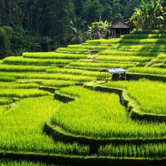 tourhub | Today Voyages | Bali and The Culture of Java 