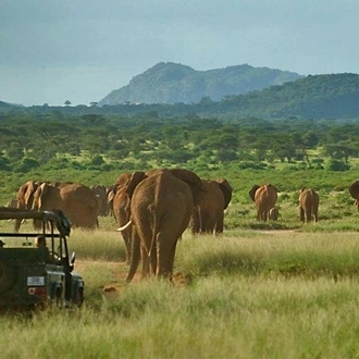 tourhub | Gracepatt Ecotours Kenya | 5 Days Ol pejeta, Lake Naivasha & Masai Mara Private Safari  