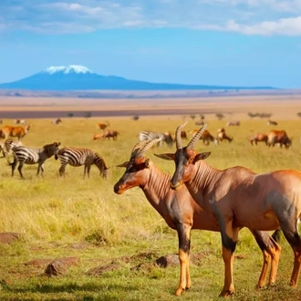 tourhub | Johnbow Tours and Travel | 3 Days Amboseli National Park Safari 