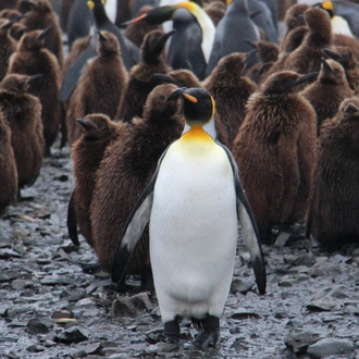 tourhub | Exodus Adventure Travels | Epic Antarctica: Falklands, South Georgia & Antarctic Circle Crossing via Buenos Aires 