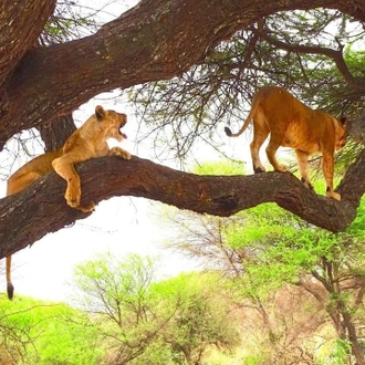 tourhub | Frenzy Adventures Limited | 3 Days Tsavo East & Tsavo Lion King Safari 