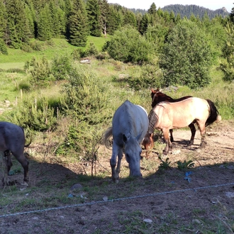 tourhub | Visit Bulgaria On | Private 2-Day Horseback Riding in Rhodope Mountains from Plovdiv 