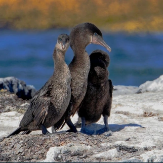 tourhub | Latin Trails | Galapagos Western, Central and Northern Islands Cruise 