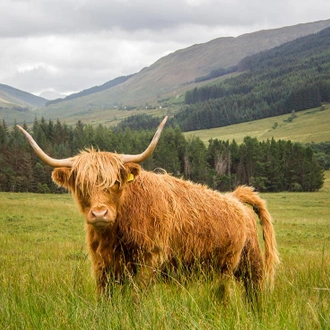 tourhub | Intrepid Travel | Classic Walks of Scotland 