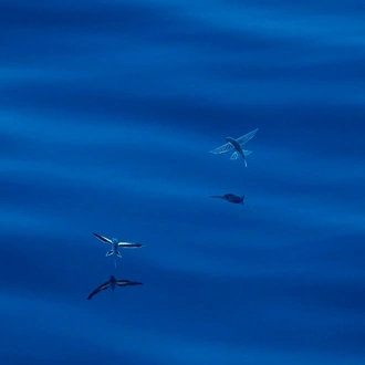 tourhub | Heritage Expeditions | Seabirds & Cetaceans of Australasia 