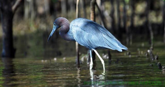 Everglades NP Private Photo Safari