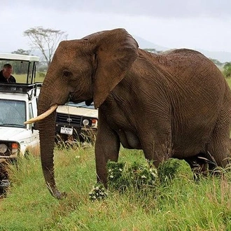 tourhub | Gracepatt Ecotours Kenya | 14-Day Volunteer Orphanage Masai Mara And Lake Nakuru Safari from Nairobi 