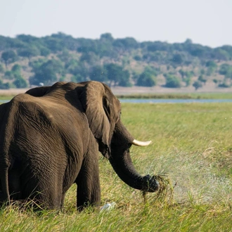 tourhub | HoneyBadger Travel & Tours | Cape Victoria Discover Tour: 12 Day Kruger Park, Victoria Falls, Chobe, Cape Town 