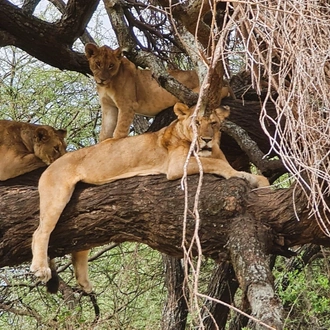 tourhub | Beach and Safari Holidays | Chasing the Big Five: Roaming the African Wilderness 