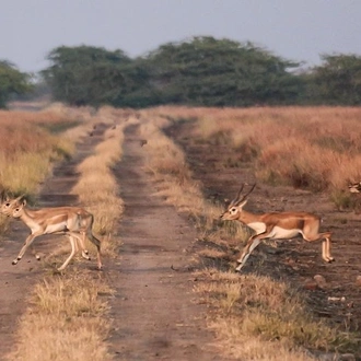 tourhub | Agora Voyages | Blackbuck Safari Expedition from Rajkot 