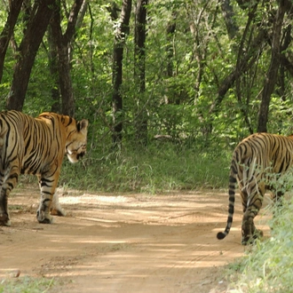 tourhub | Go Book Tours | Bandhavgarh Ranthambore Tiger Tour 