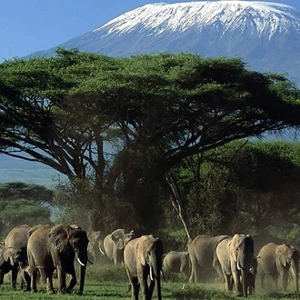 tourhub | Gracepatt Ecotours Kenya | Overnight Amboseli National Park Safari  