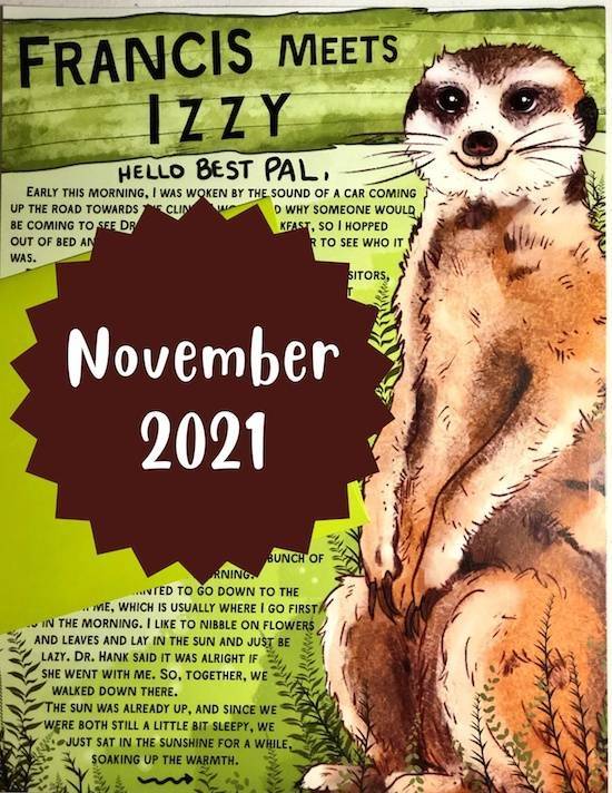 Izzy the Meerkat