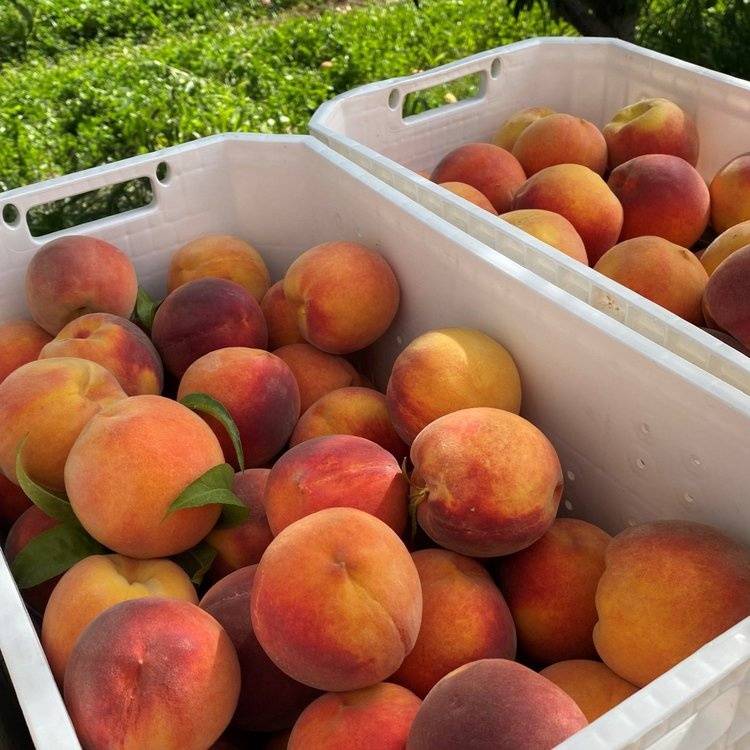 Blue Bird Organic Peaches