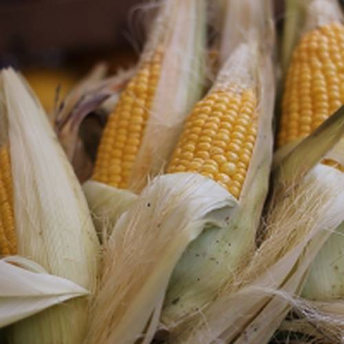 Corn