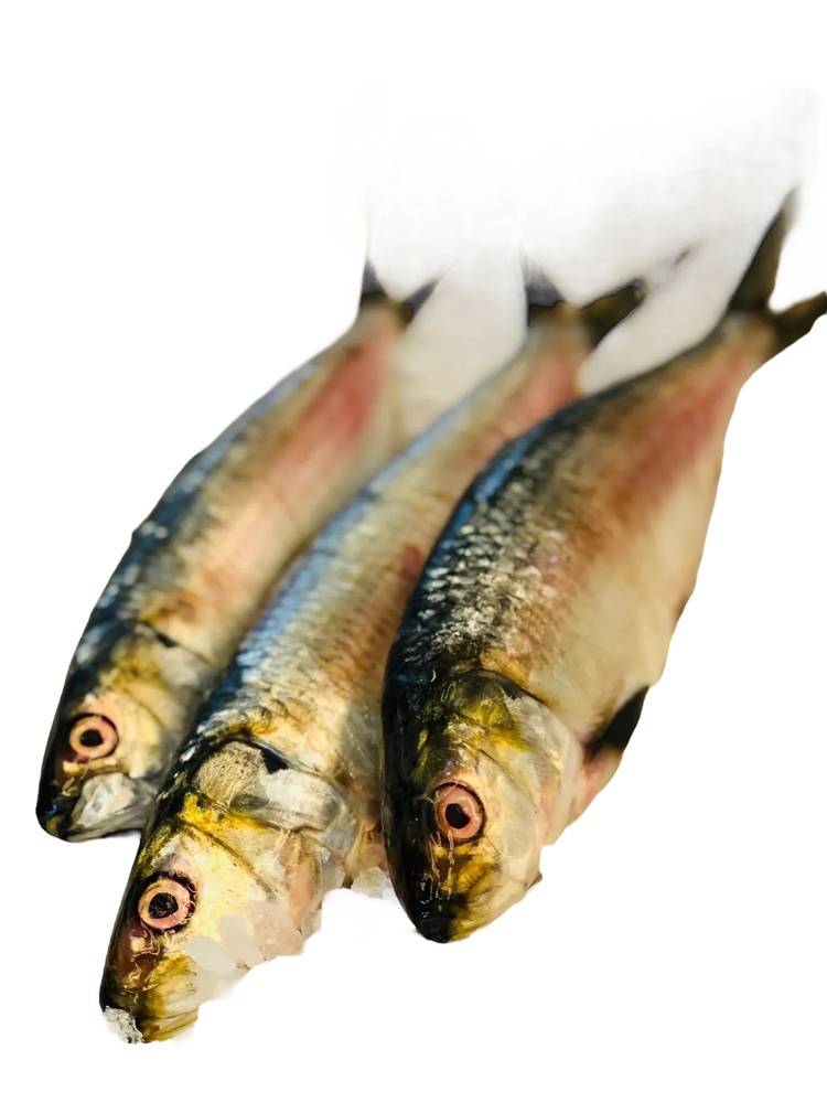 Yaboye Sardines