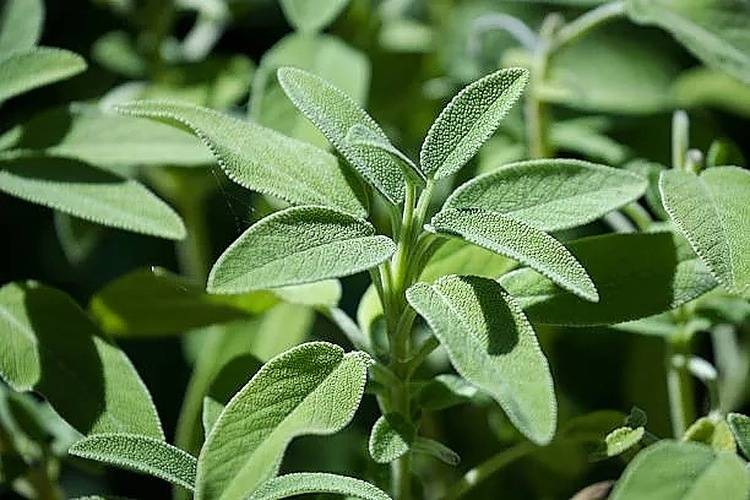 Amiable Organics - Sage