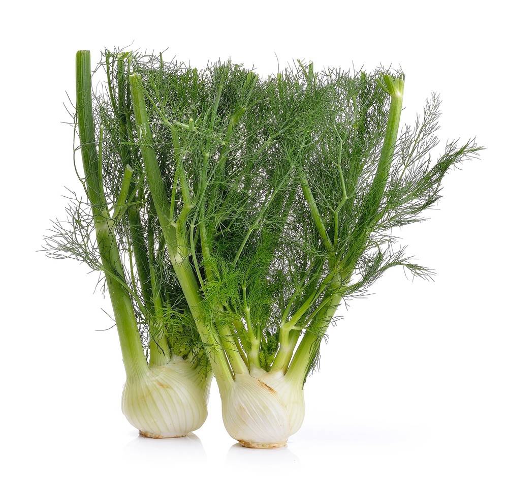 Amiable Organics - Organic Fennel