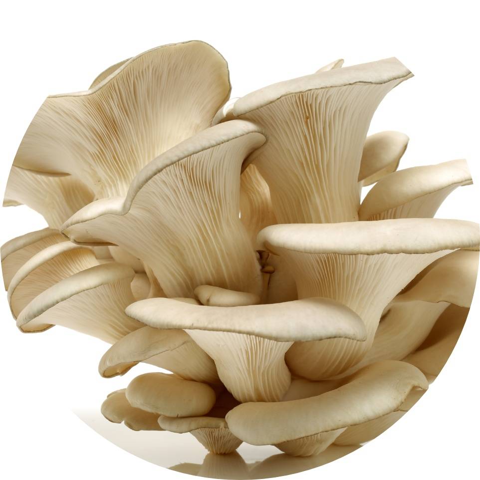 Terra Farma Mushrooms