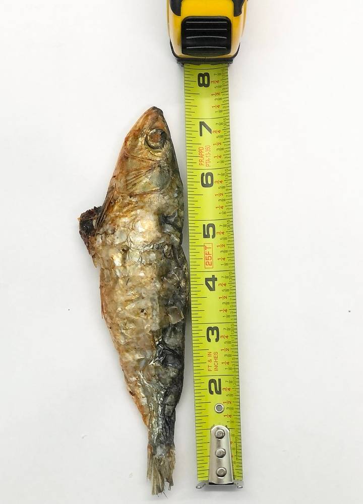 Whole Dried Sardine