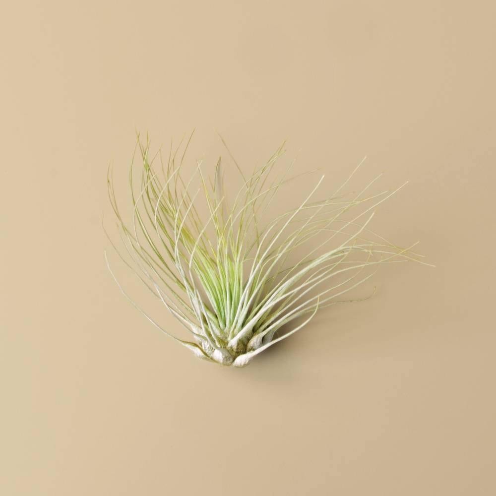 Air Plant Box