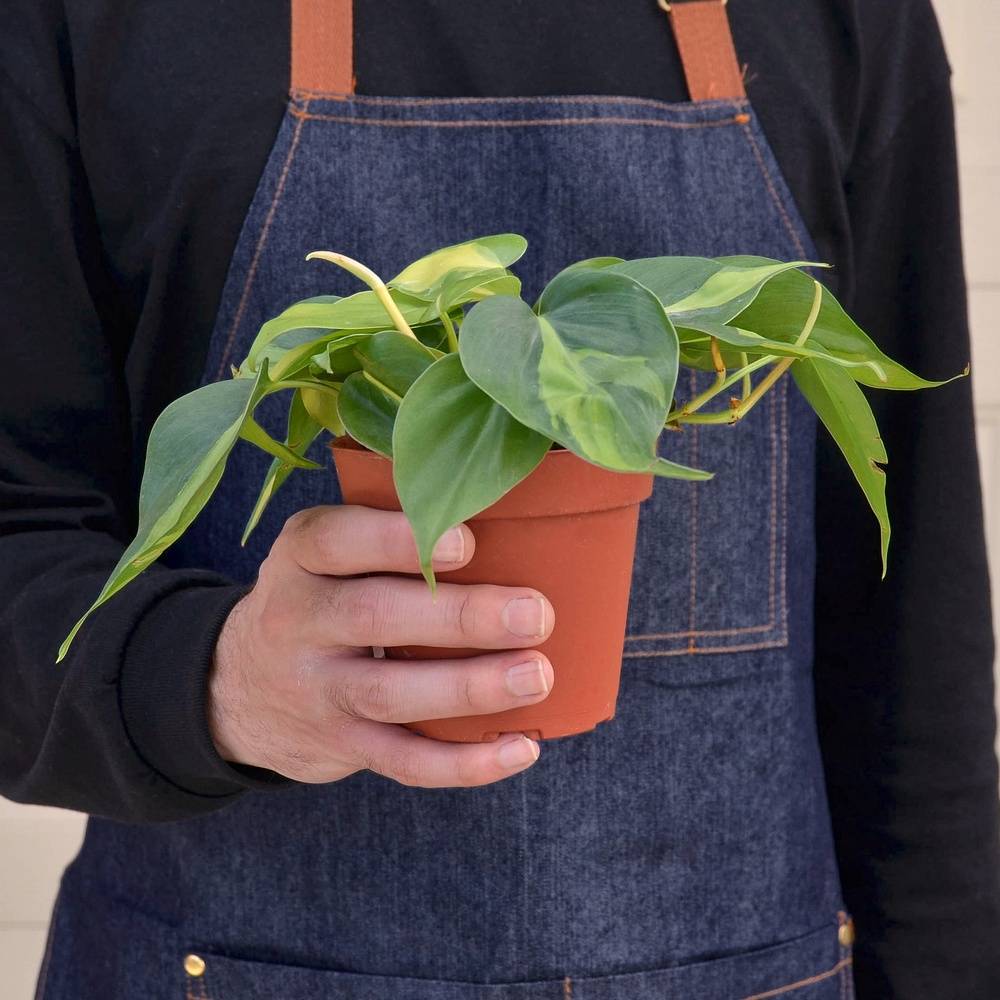 Indoor House Plant Box