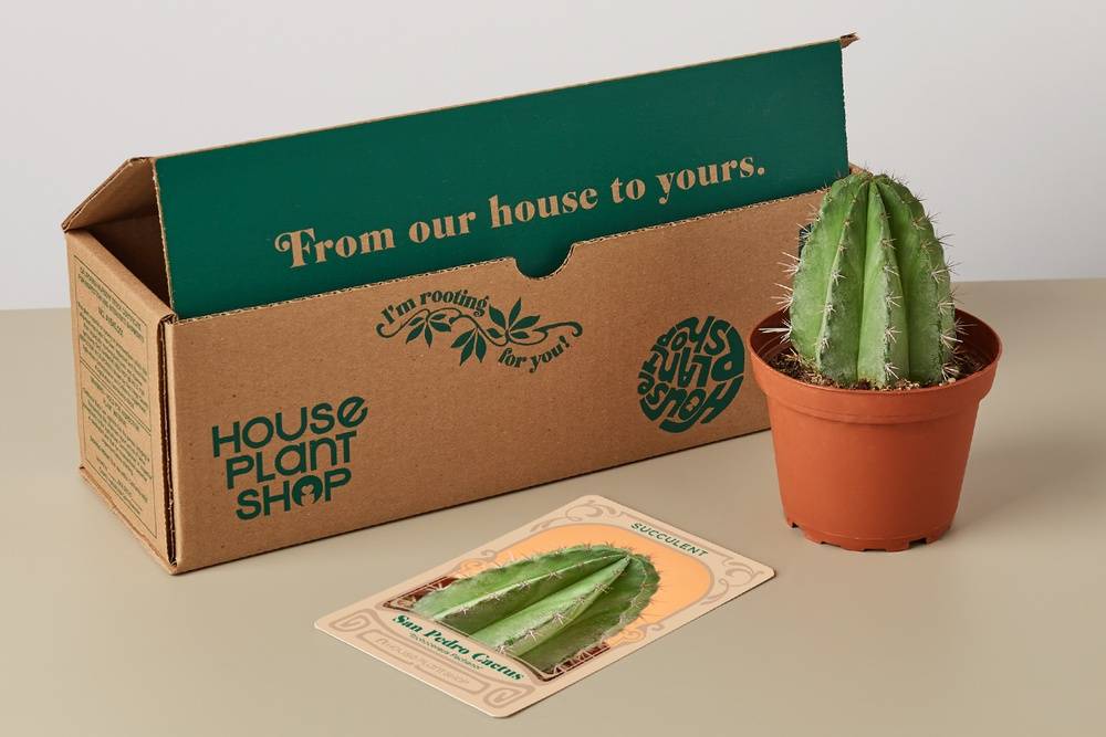 Cactus Box