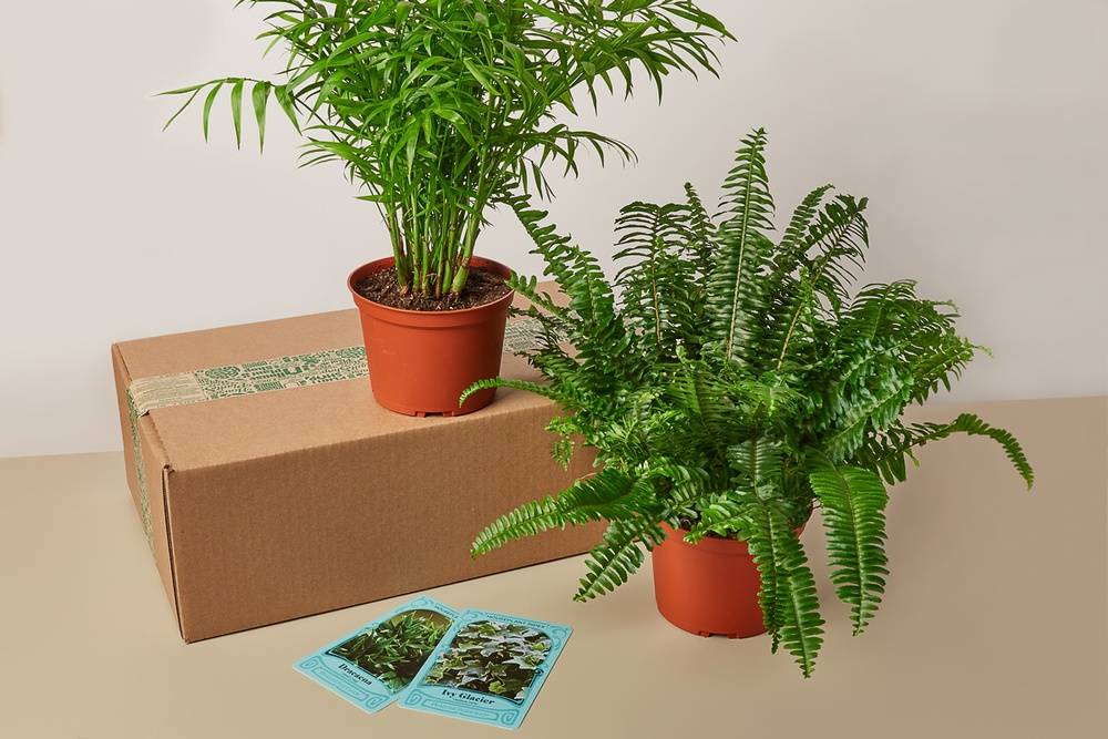 Premium House Plant Gift Box