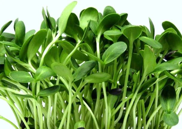 Custom Microgreen Bundle