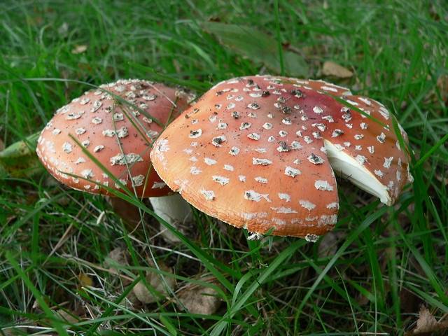 Italian Source Mushroom