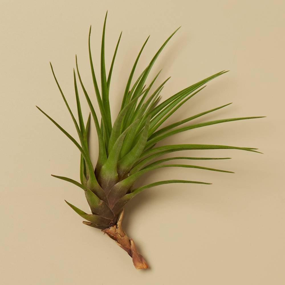 Air Plant Box