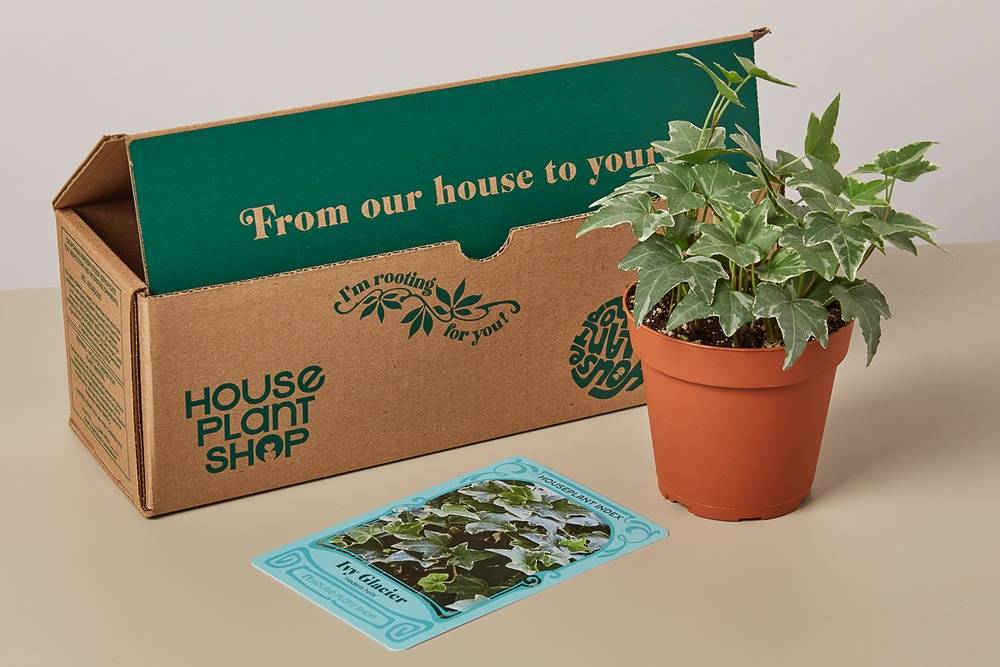 Indoor House Plant Gift Box