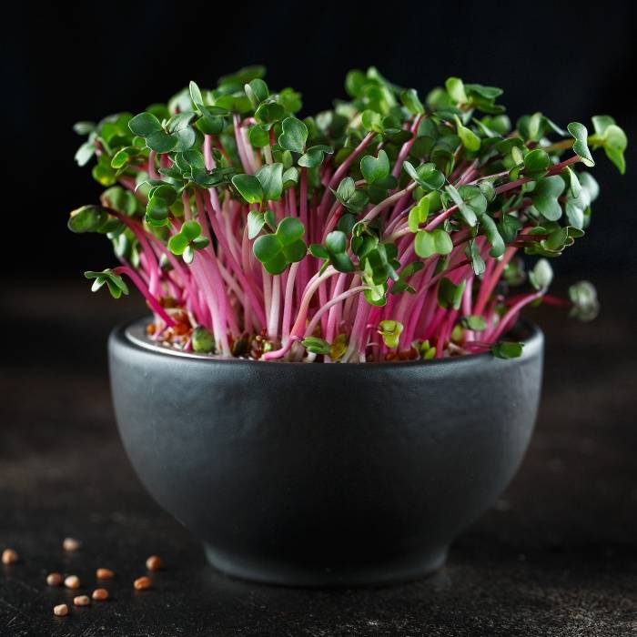 Custom Microgreen Bundle