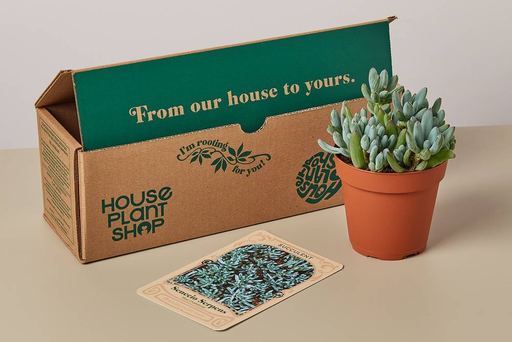 Succulent Box