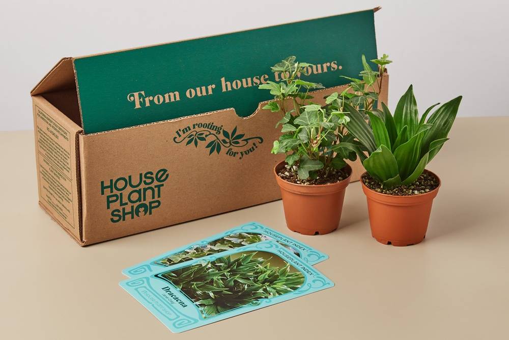 House Plant Mini Indoor Box