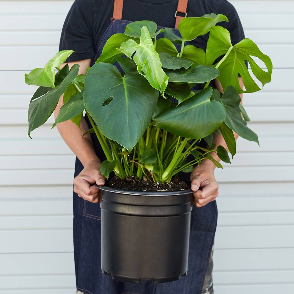 10" Large Indoor Plant Box