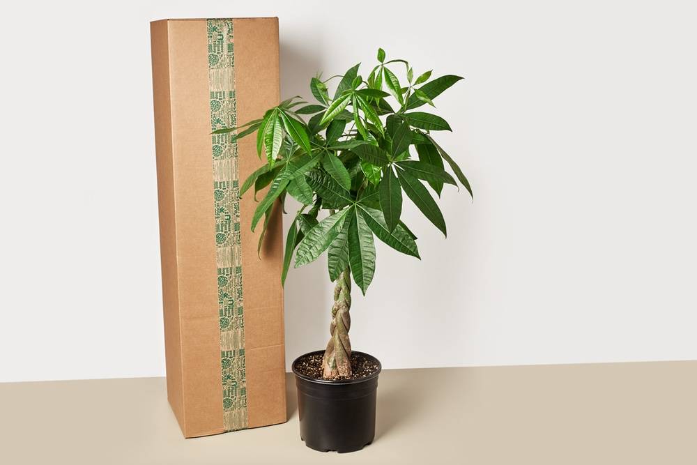 10" Large Indoor Plant Box