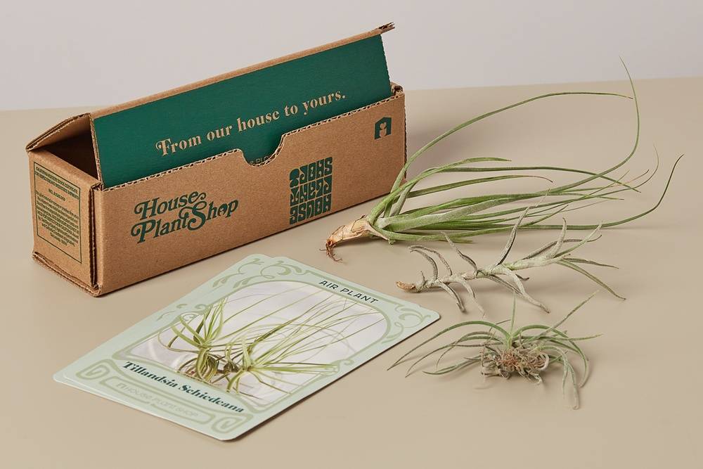 Air Plant Box