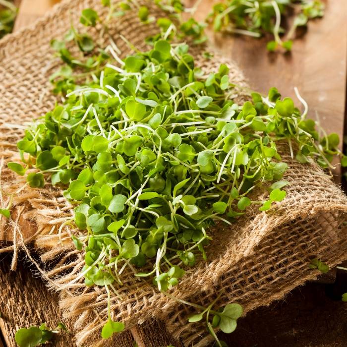 Custom Microgreen Bundle