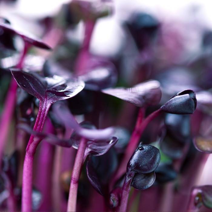 Custom Microgreen Bundle