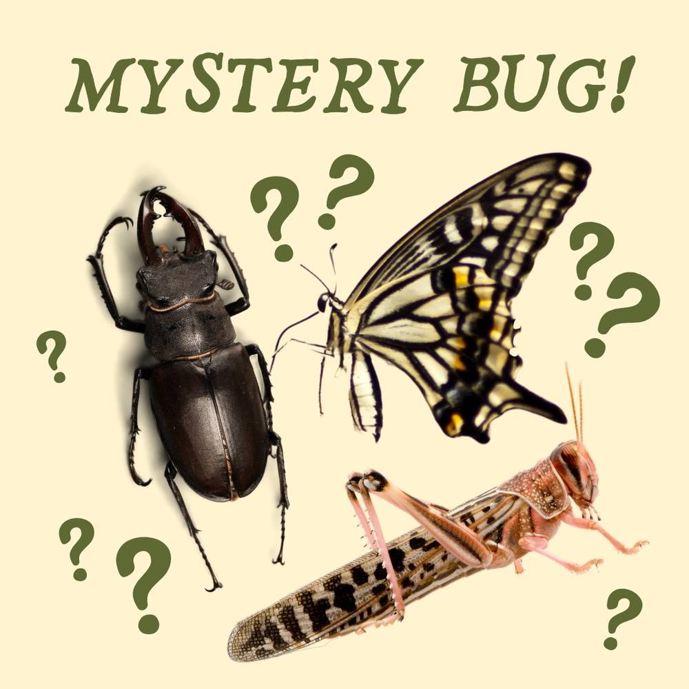 Mystery bug! (U.S. only)